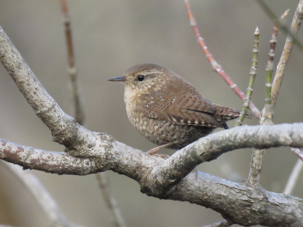 Winter Wren - ML645691396