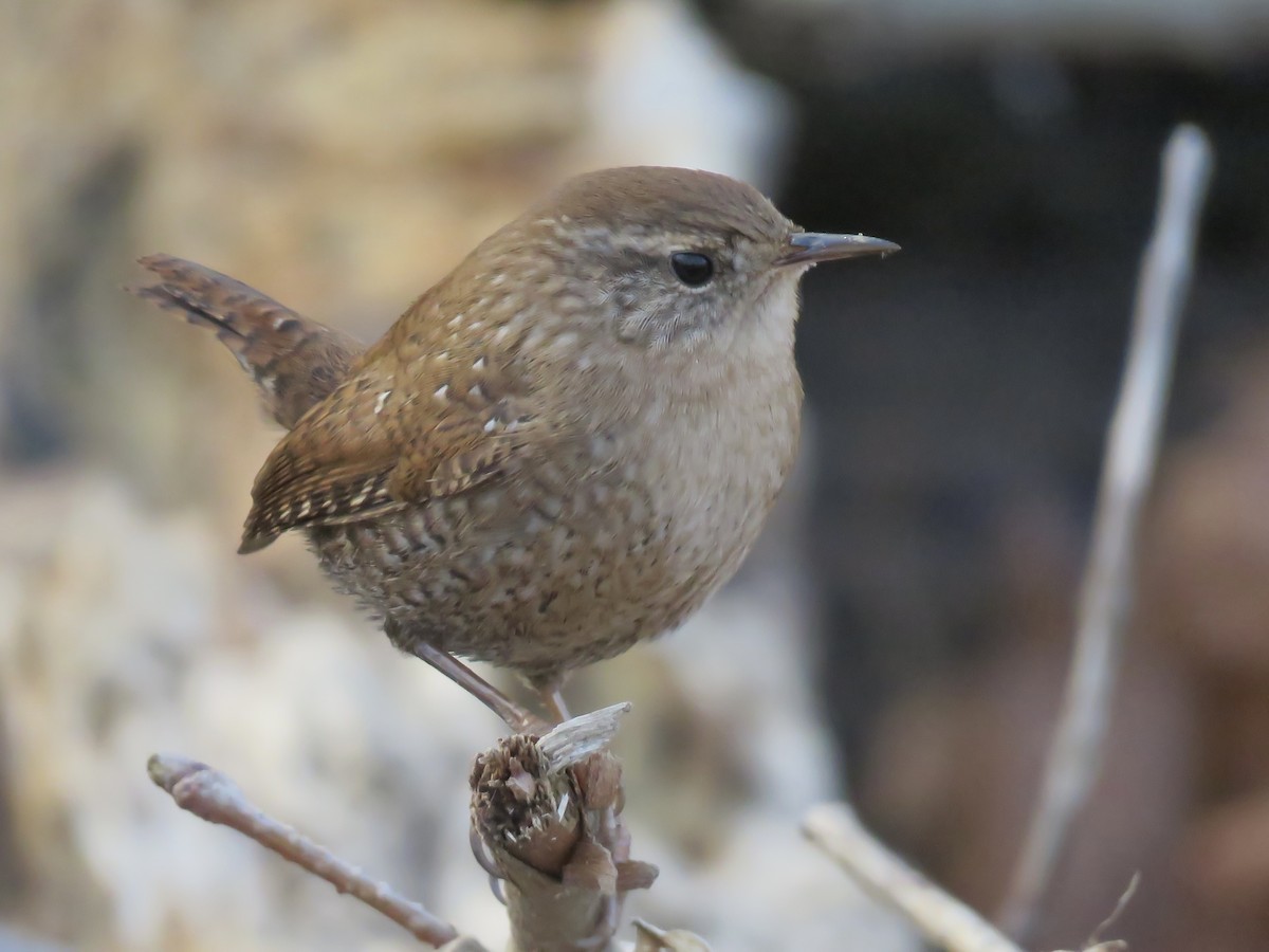 Winter Wren - ML645691397
