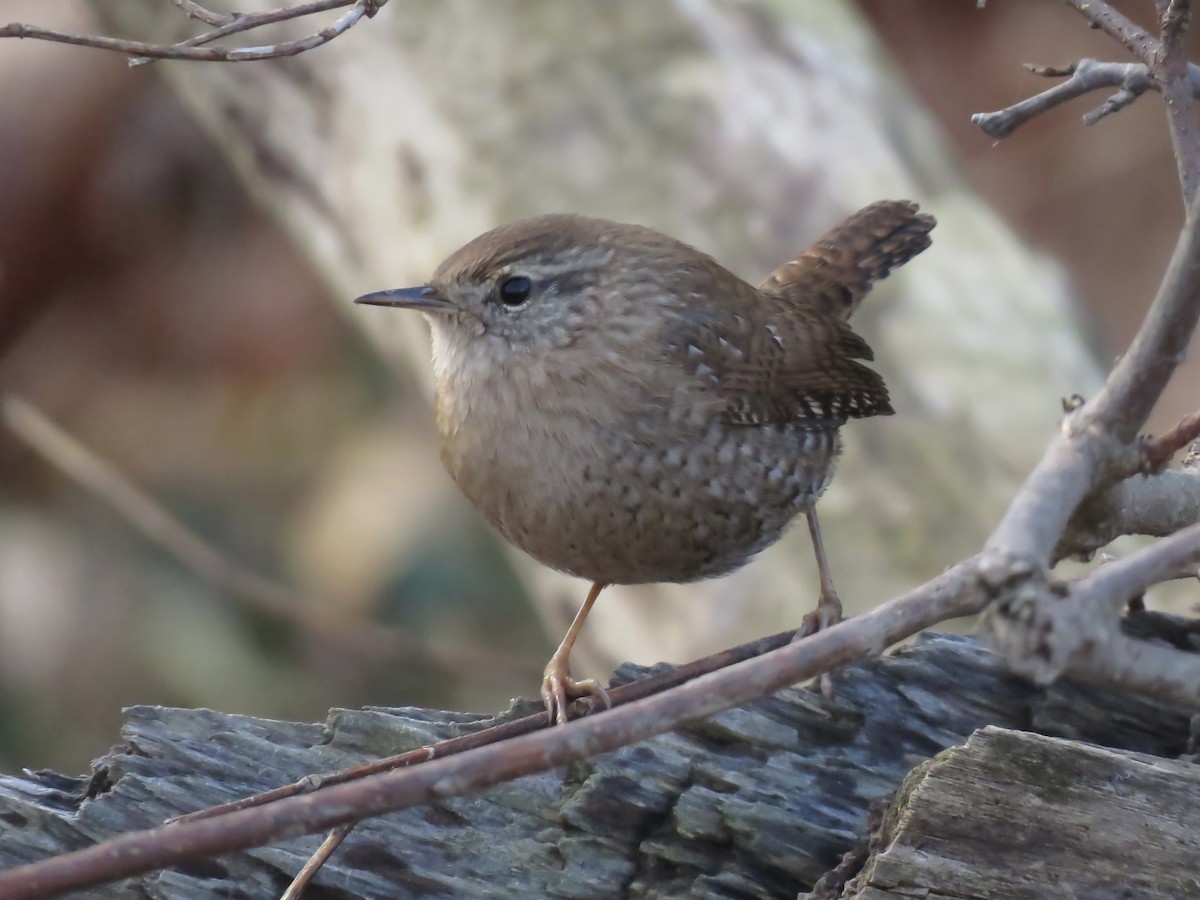 Winter Wren - ML645691398
