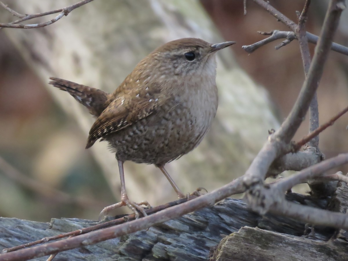 Winter Wren - ML645691399