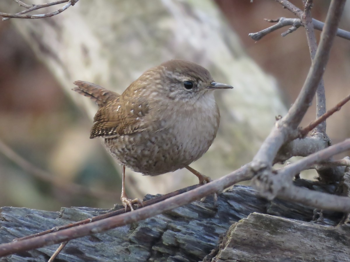 Winter Wren - ML645691400
