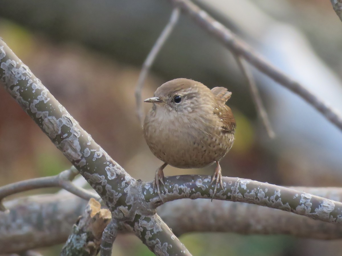 Winter Wren - ML645691401