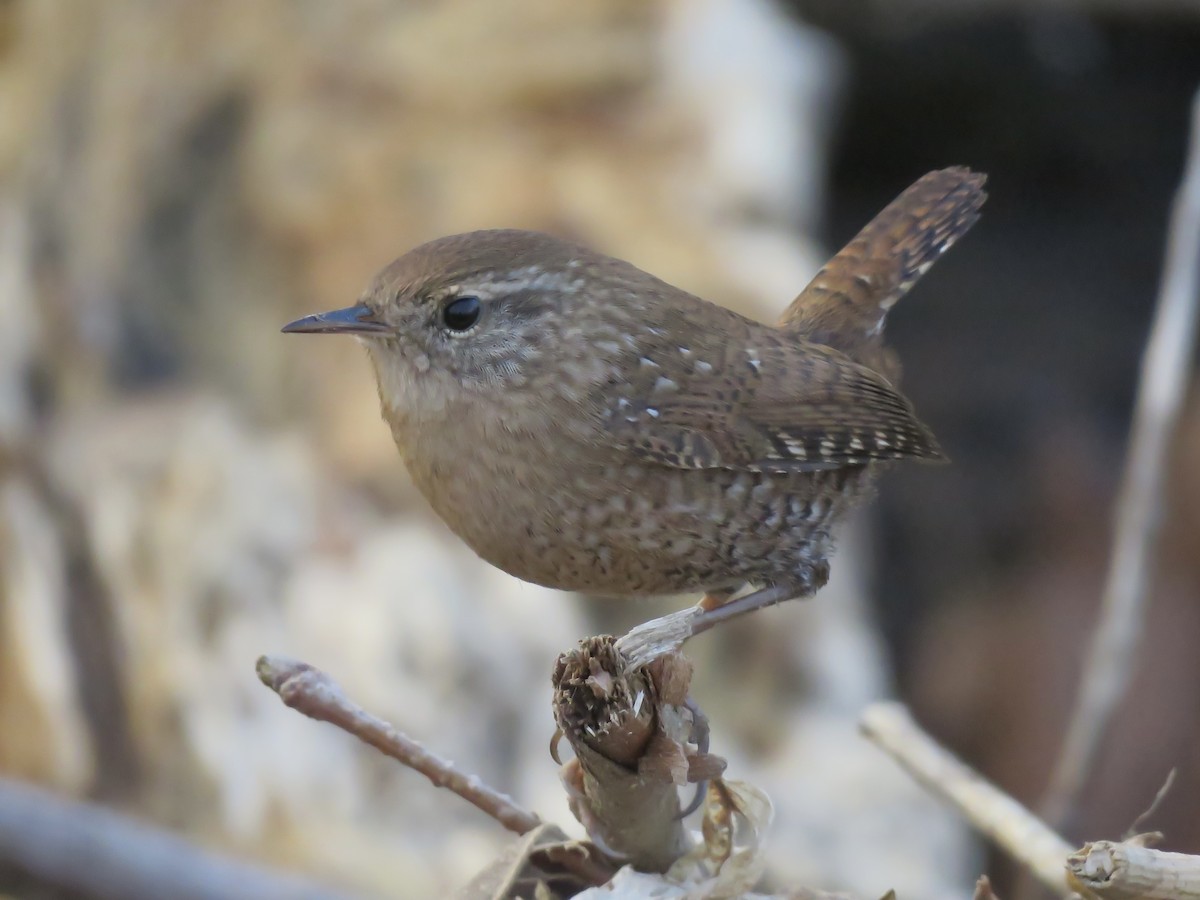 Winter Wren - ML645691402