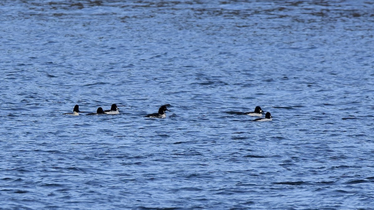 Schellente - ML645691403