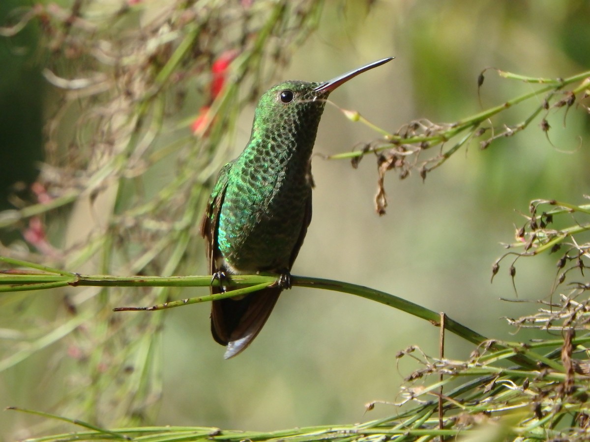 kolibřík zlatochvostý - ML645691404