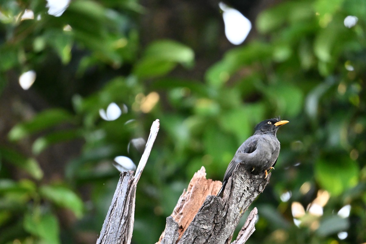 Javan Myna - ML645691405