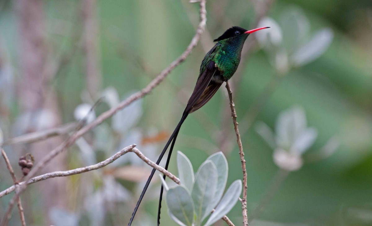 Red-billed Streamertail - ML645691407