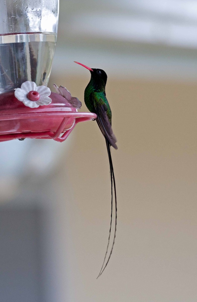 Red-billed Streamertail - ML645691408