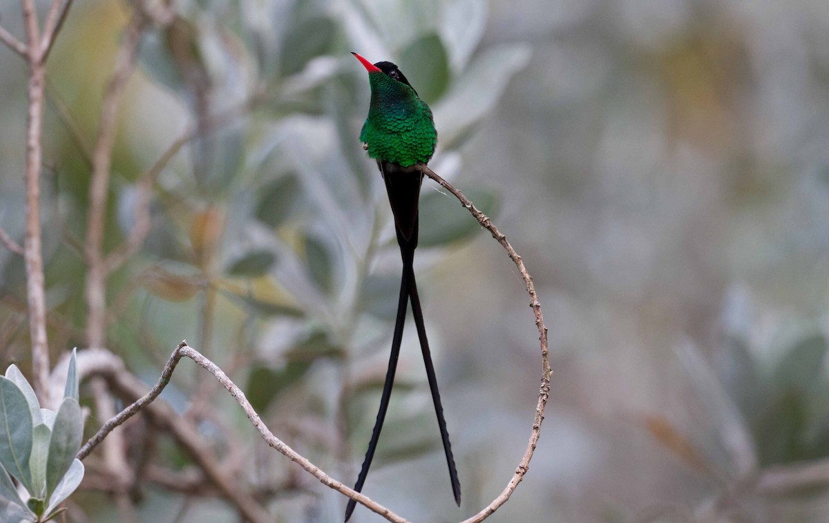 Red-billed Streamertail - ML645691409