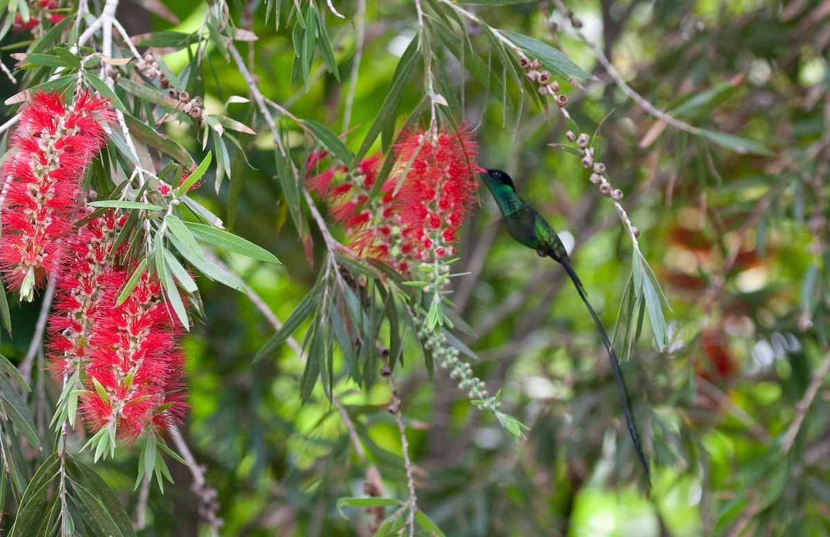 Red-billed Streamertail - ML645691412
