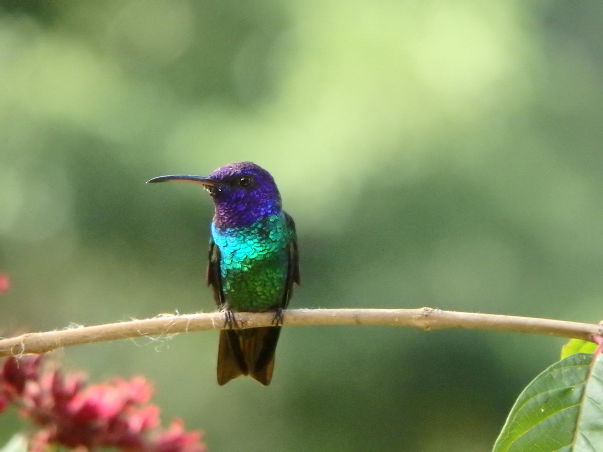 kolibřík zlatochvostý - ML645691415