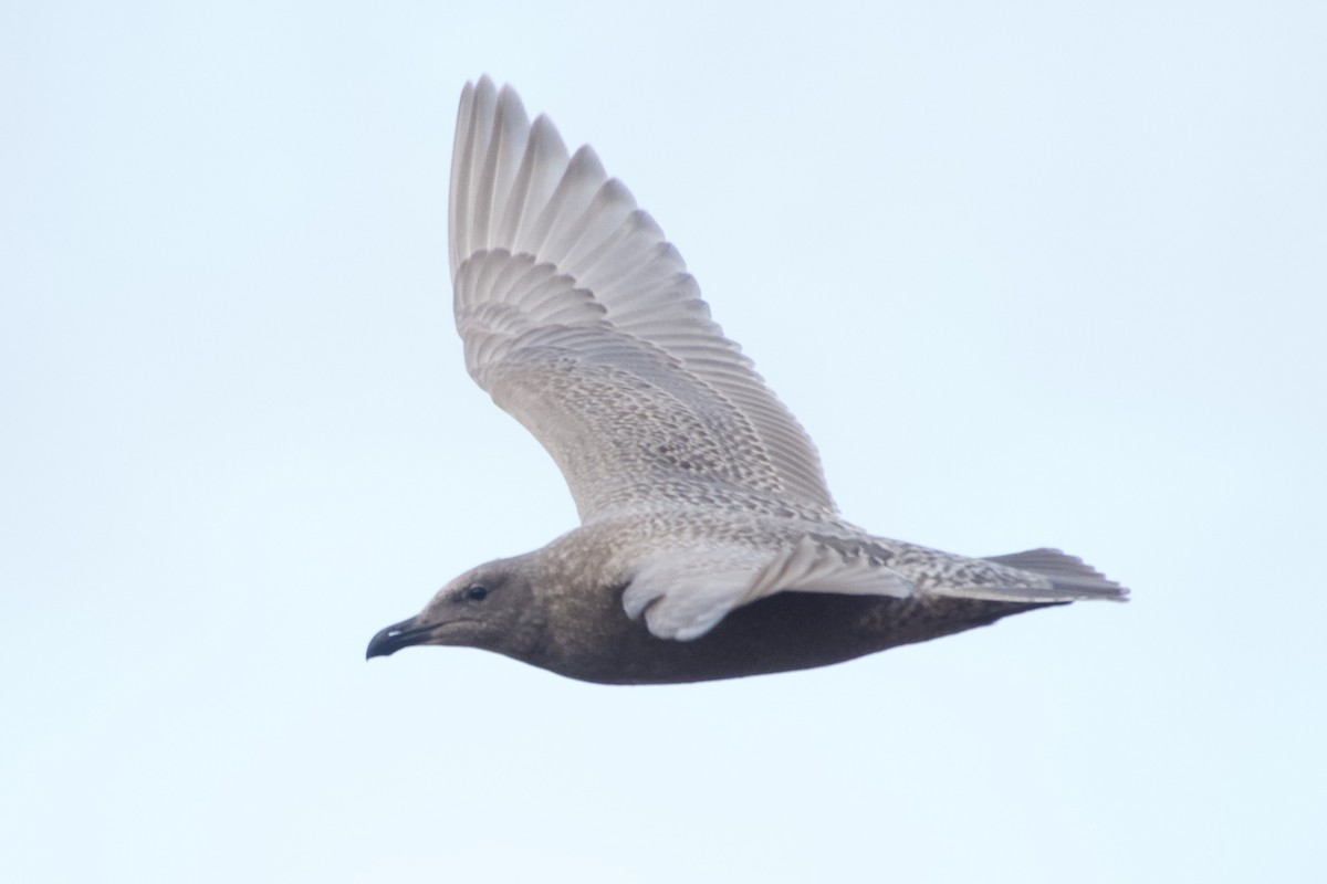 Iceland Gull (Thayer's) - ML645691425