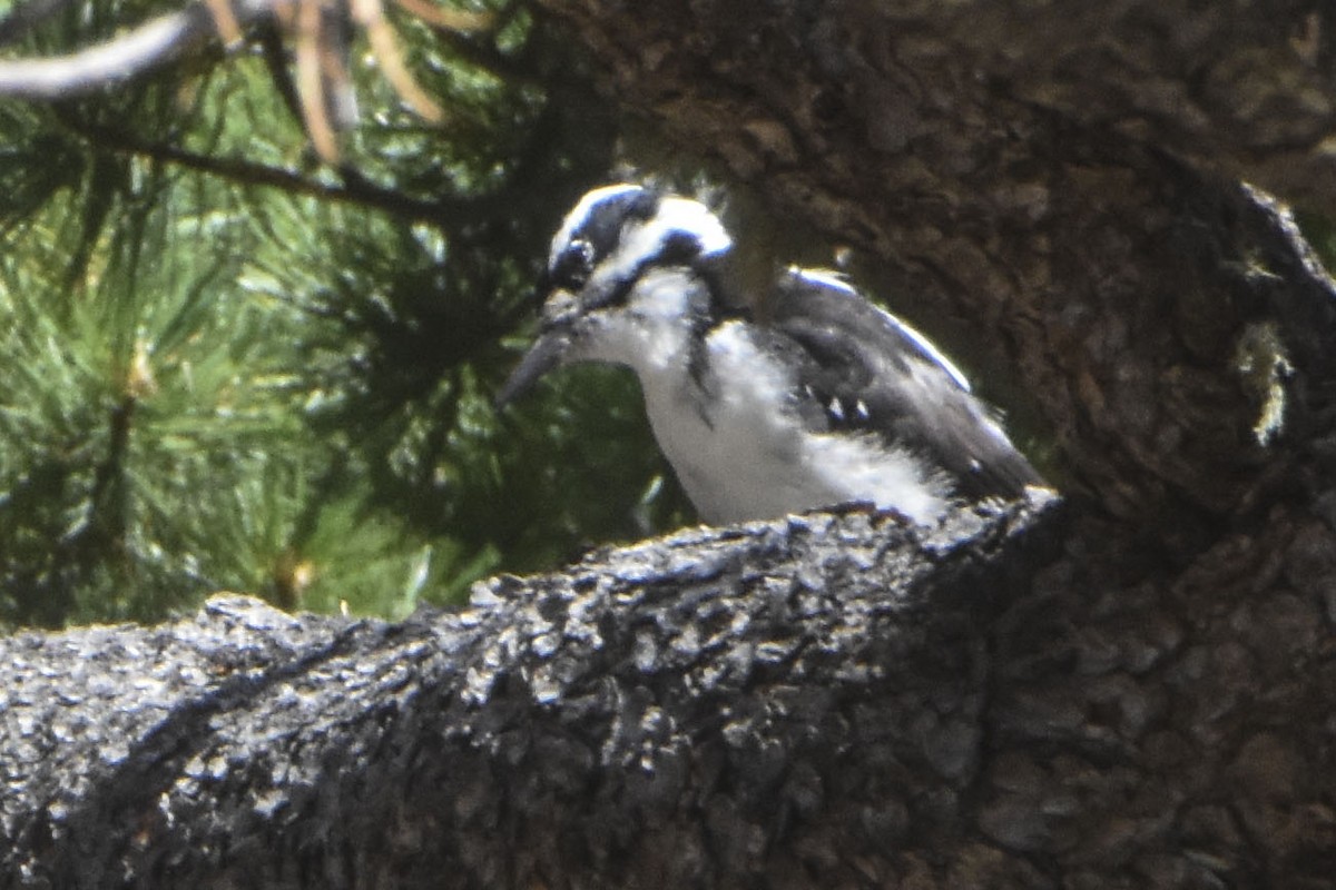 Hairy Woodpecker - ML645691428