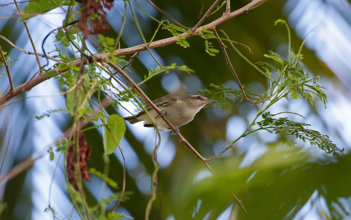 Black-whiskered Vireo - ML645691431