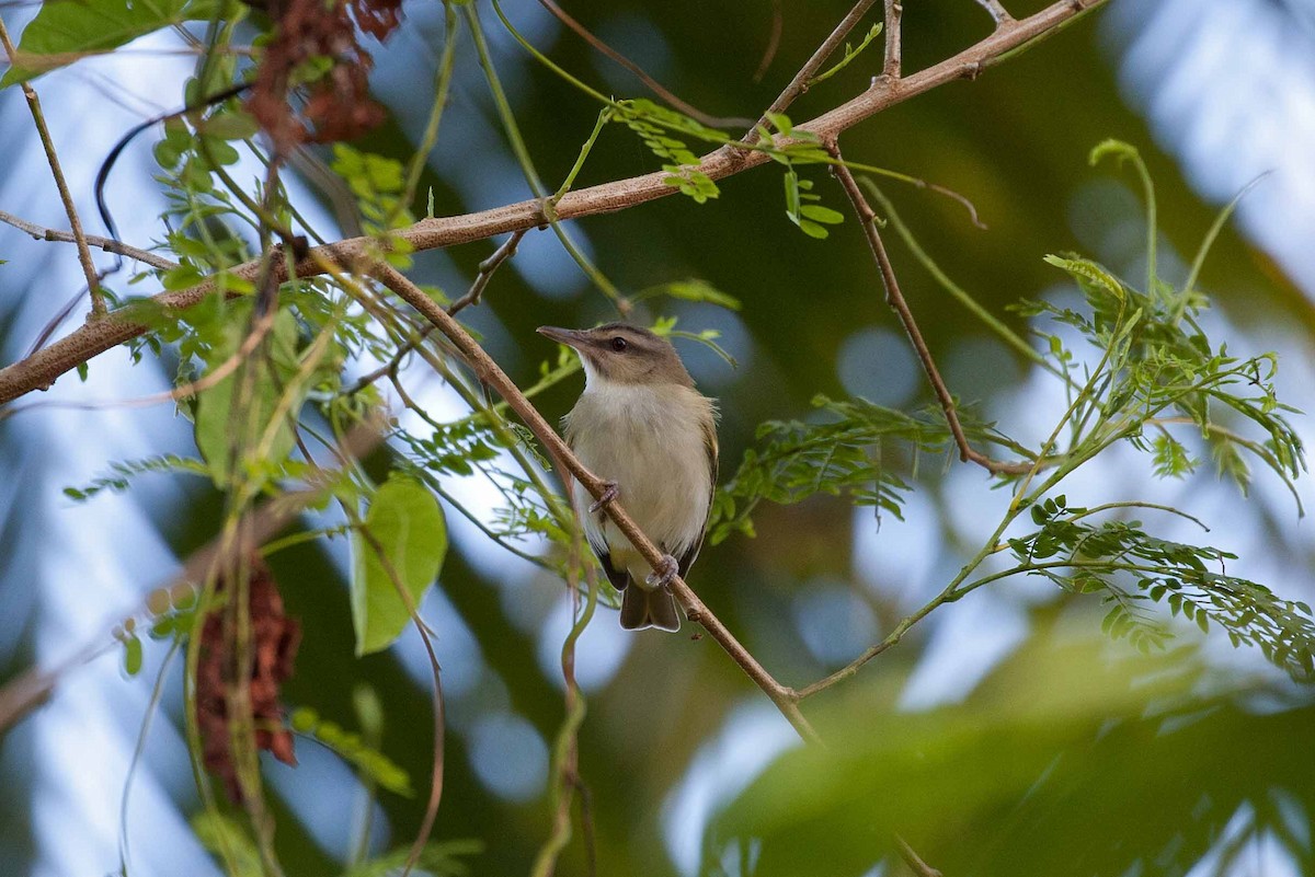 Black-whiskered Vireo - ML645691432