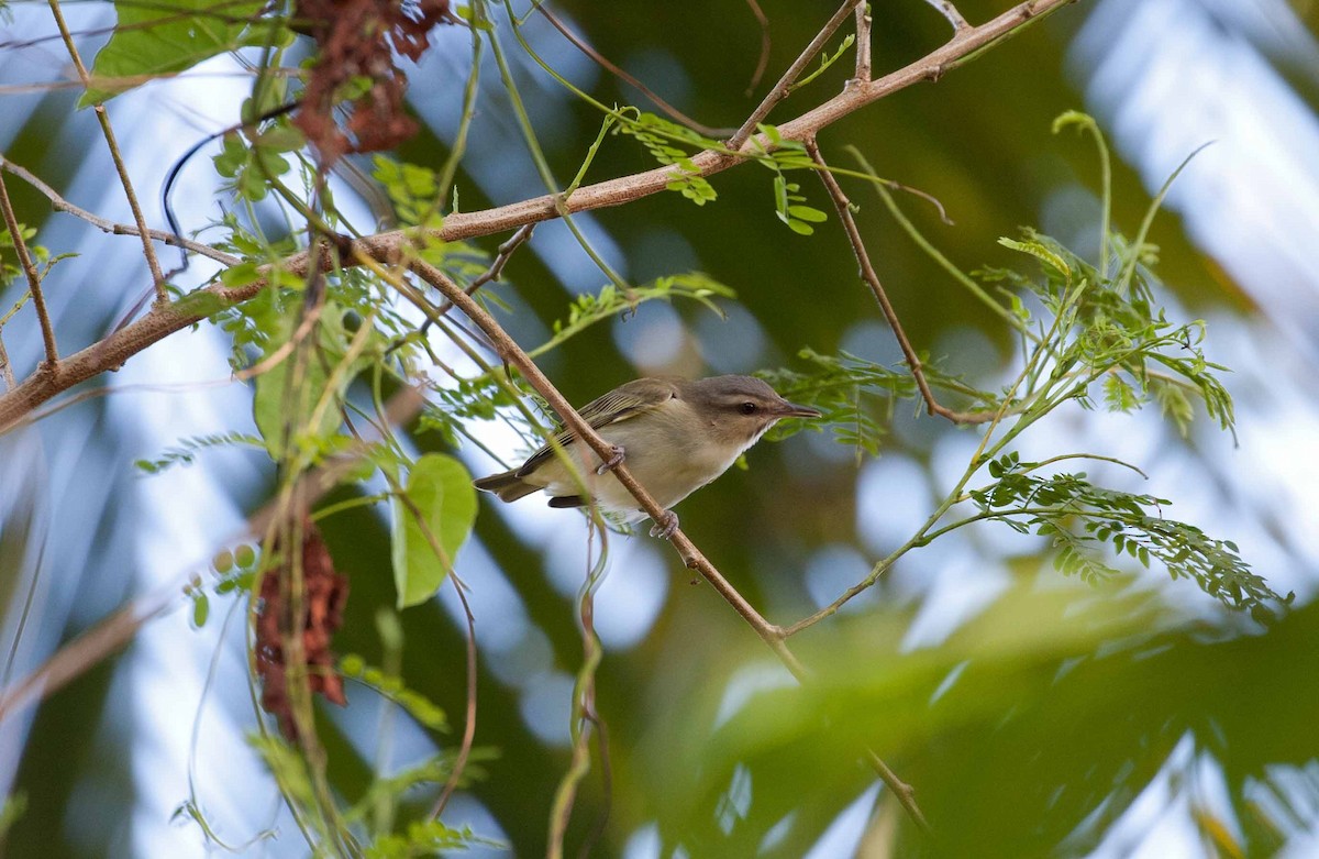 Black-whiskered Vireo - ML645691433
