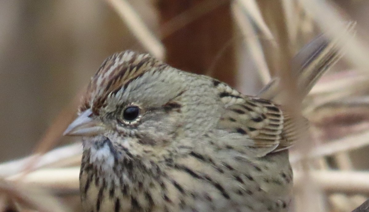 Bruant de Lincoln - ML645691437