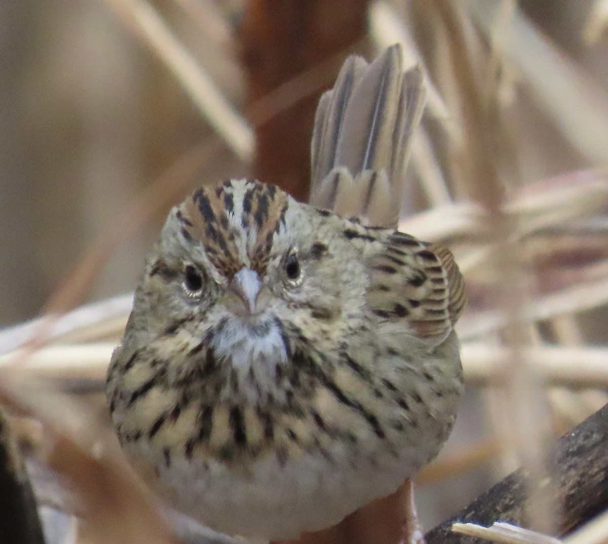 Bruant de Lincoln - ML645691438