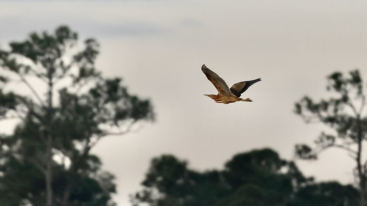 amerikarørdrum - ML645691445