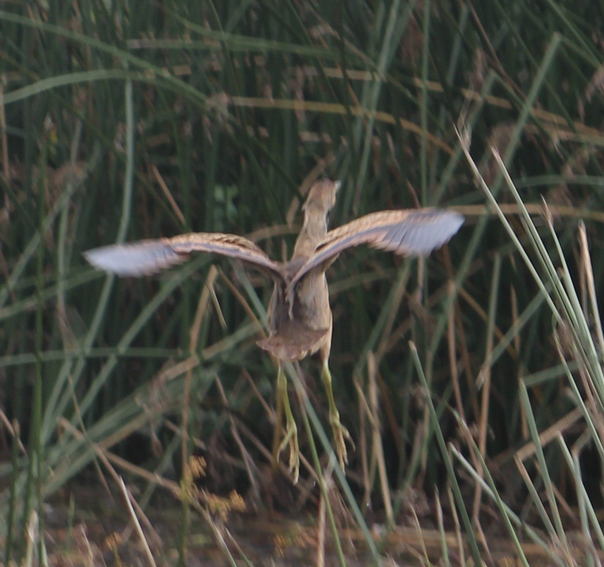 amerikarørdrum - ML645691454