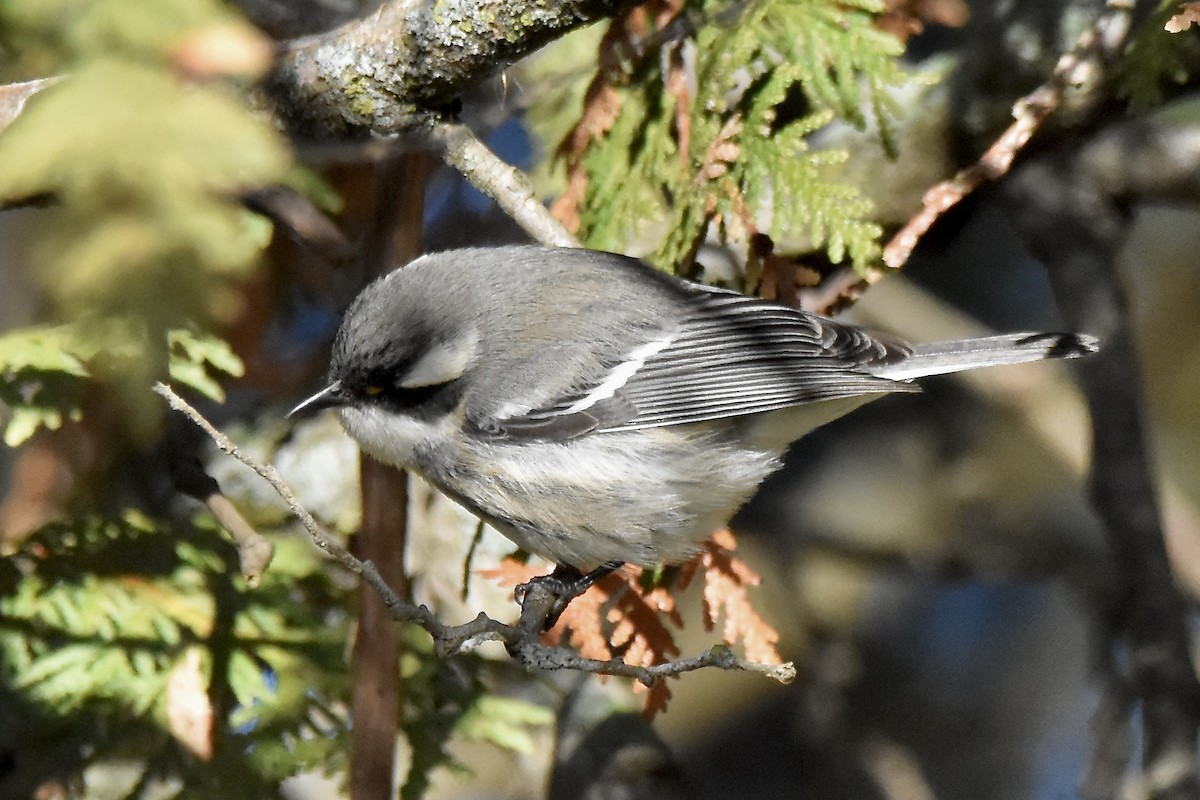 Black-throated Gray Warbler - ML645691455