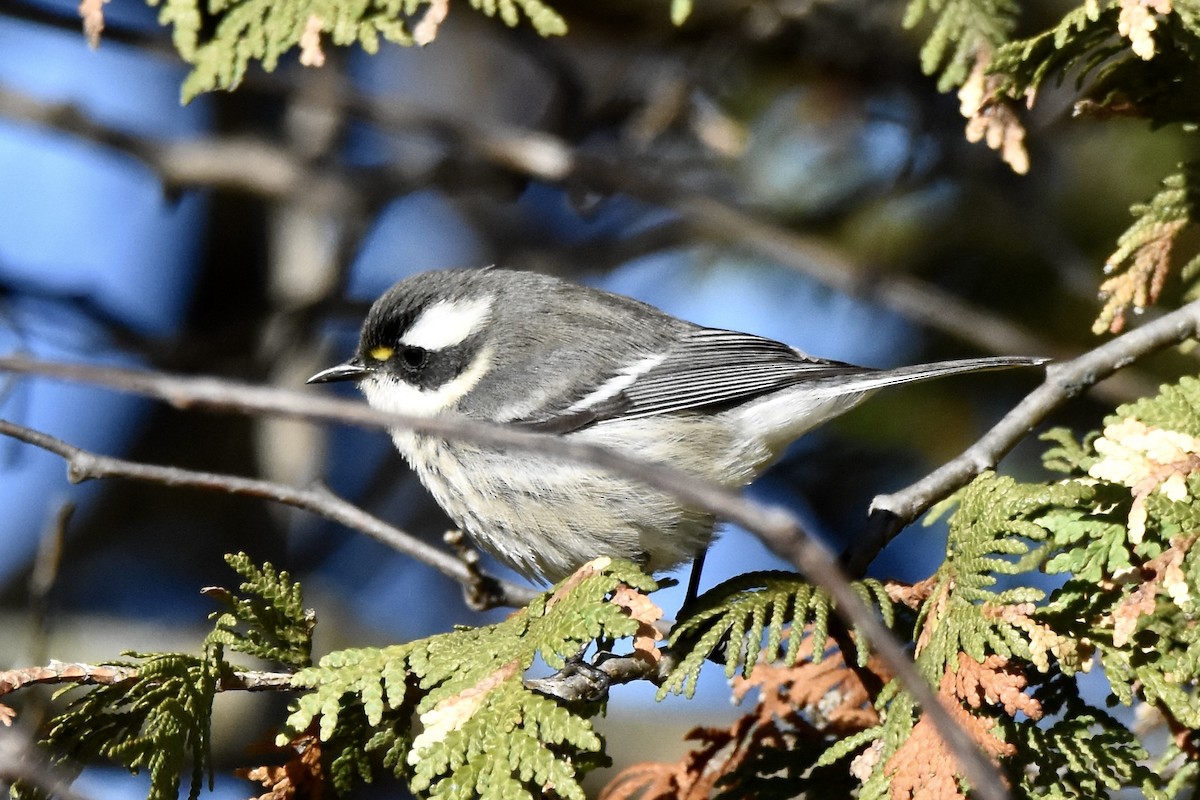 Black-throated Gray Warbler - ML645691456