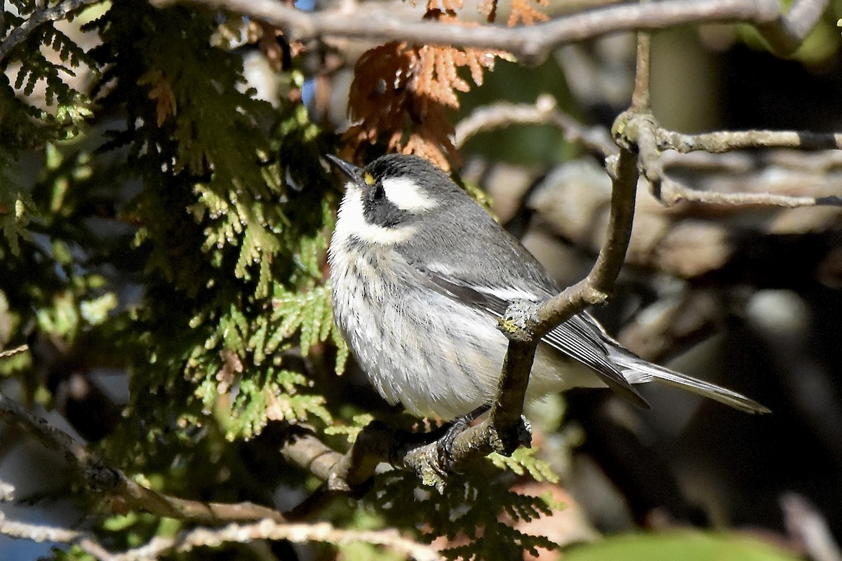 Black-throated Gray Warbler - ML645691457