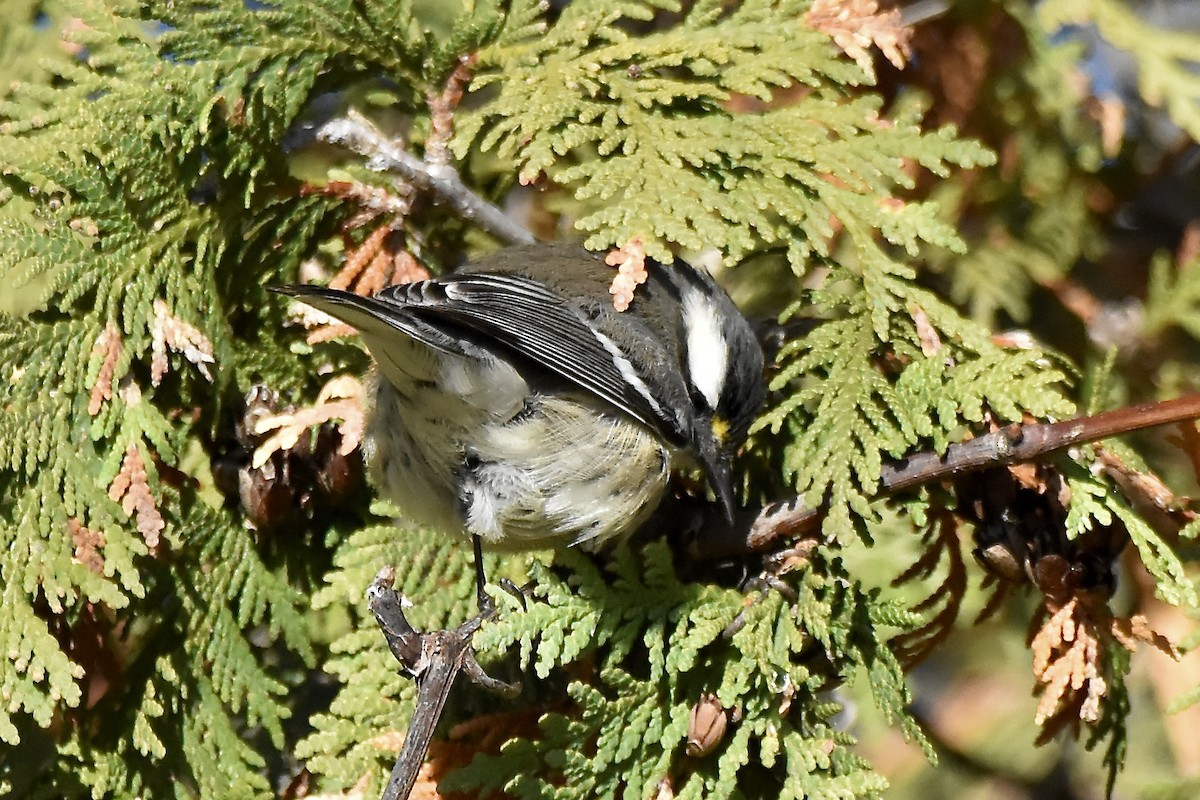 Black-throated Gray Warbler - ML645691458