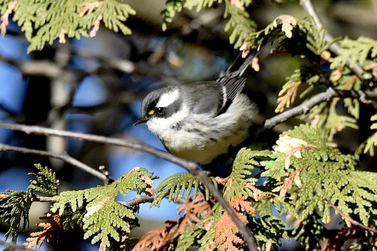 Black-throated Gray Warbler - ML645691459