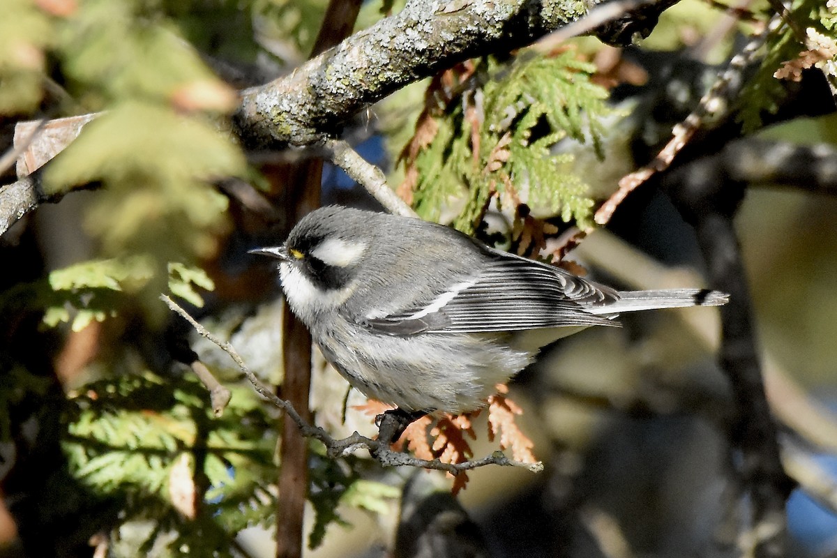 Black-throated Gray Warbler - ML645691460