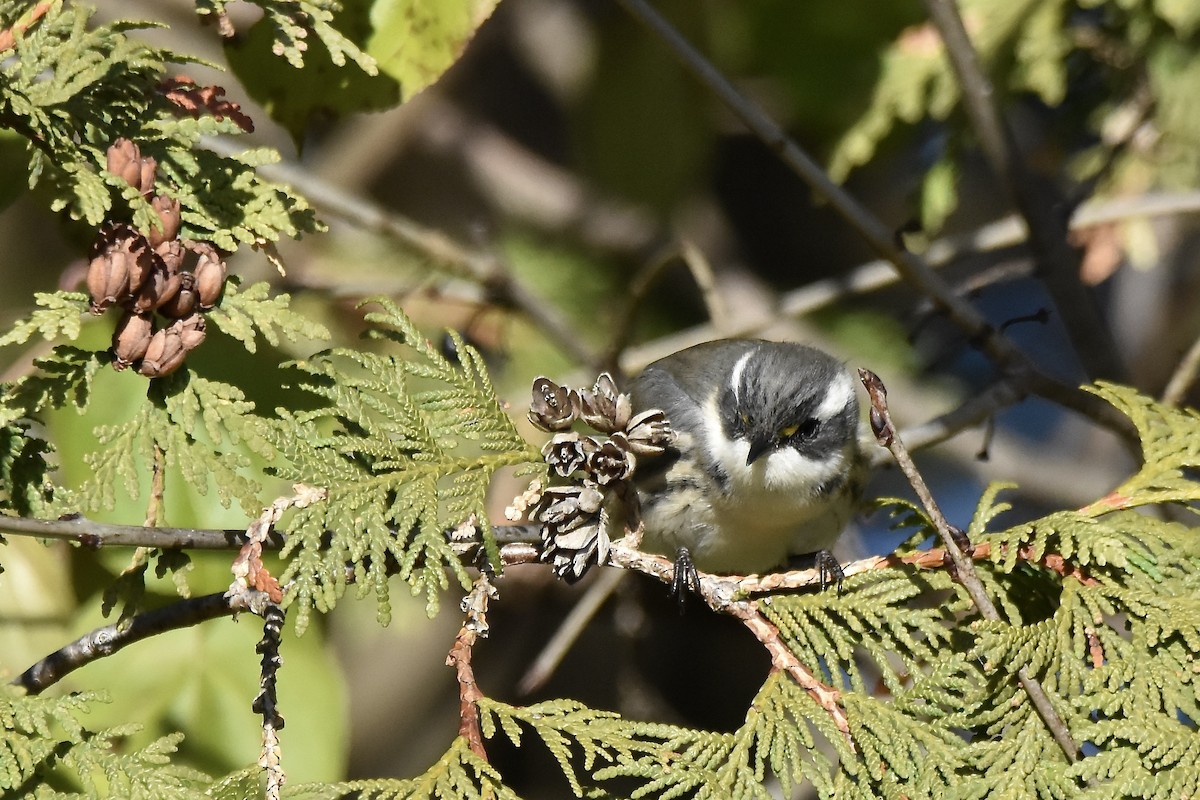Black-throated Gray Warbler - ML645691461