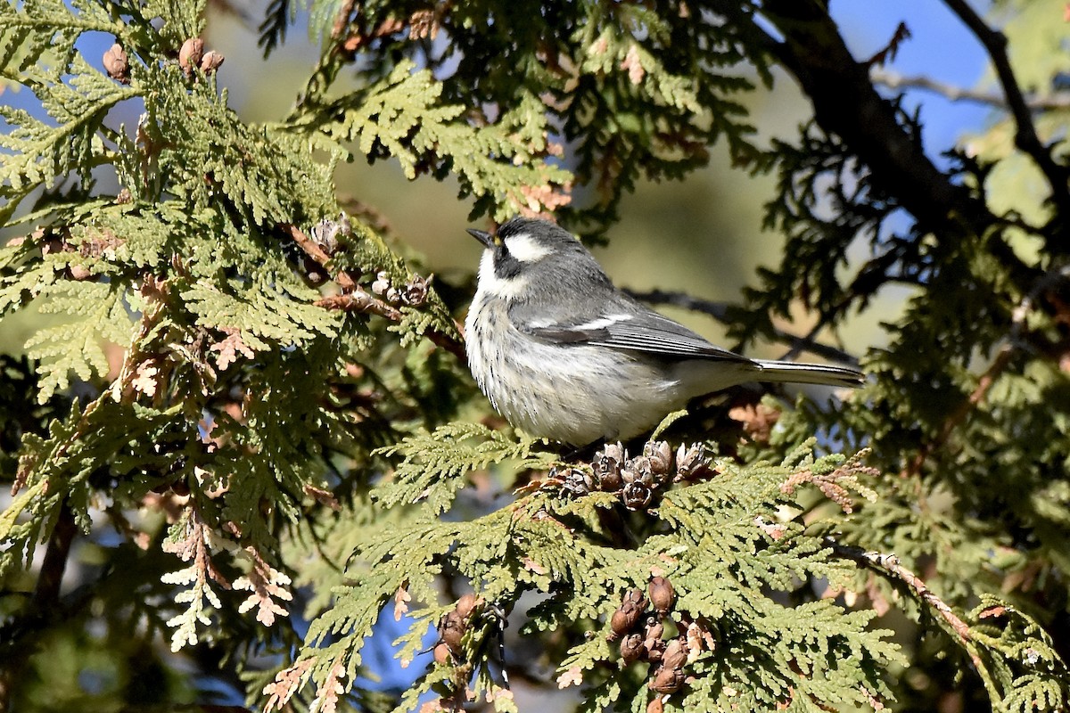 Black-throated Gray Warbler - ML645691462