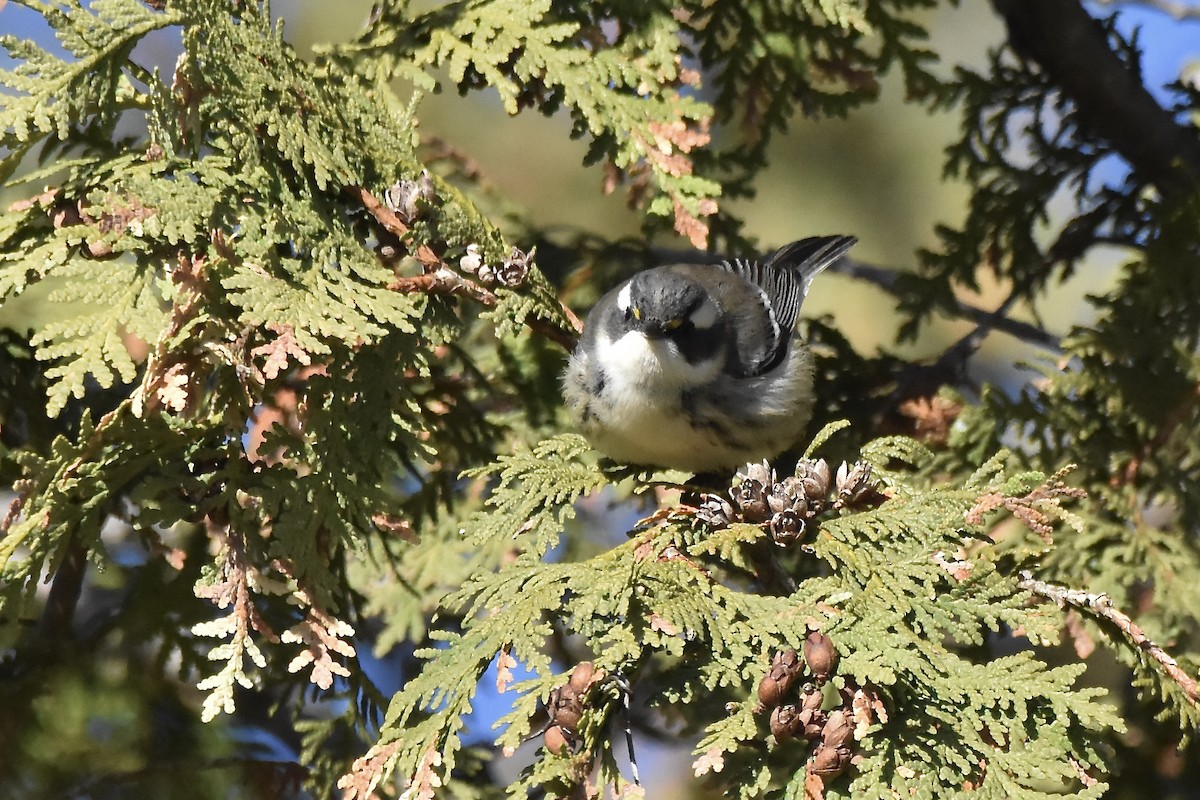 Black-throated Gray Warbler - ML645691463