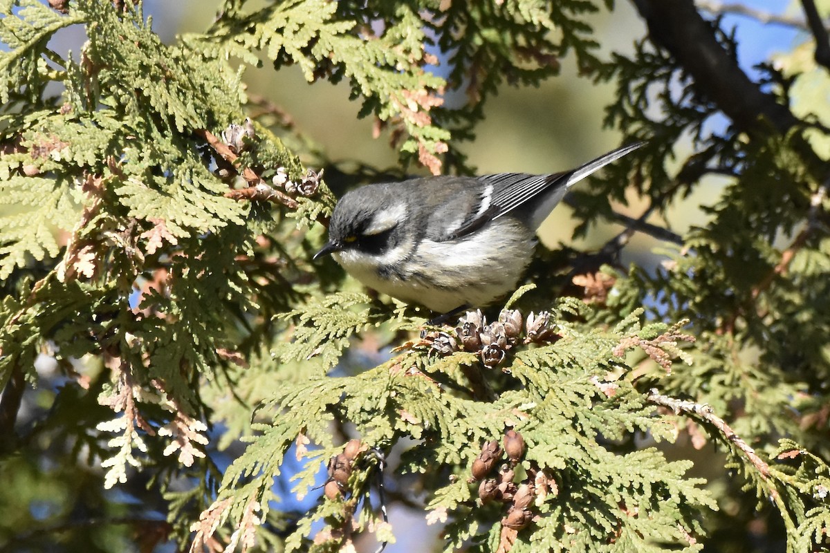 Black-throated Gray Warbler - ML645691464