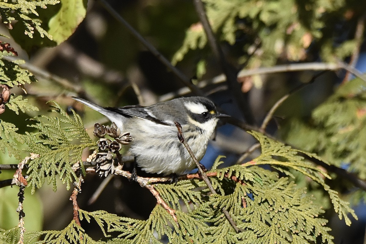 Black-throated Gray Warbler - ML645691465