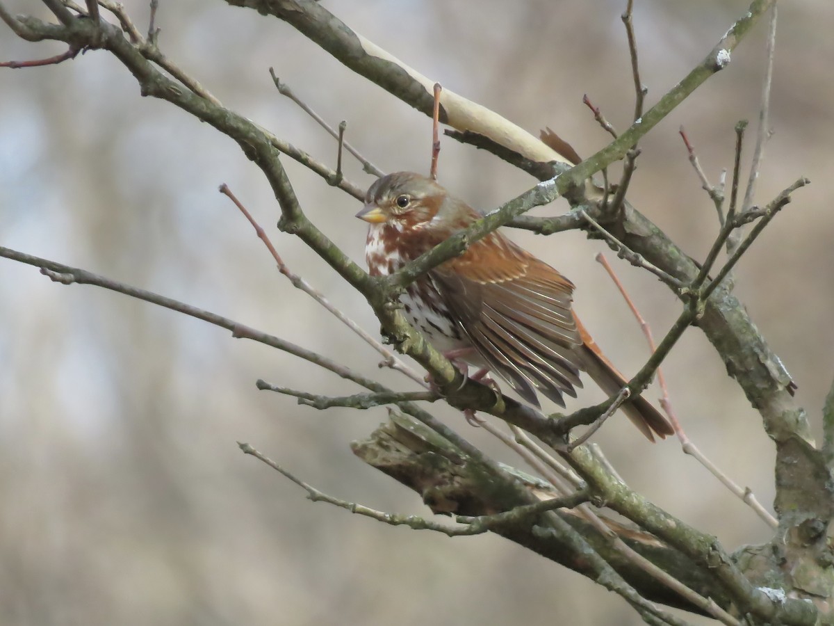 Fox Sparrow - ML645691470