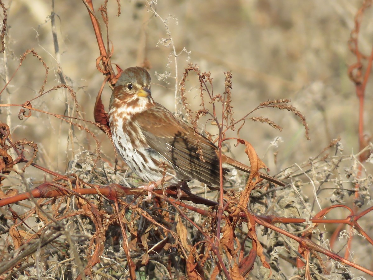 Fox Sparrow - ML645691471