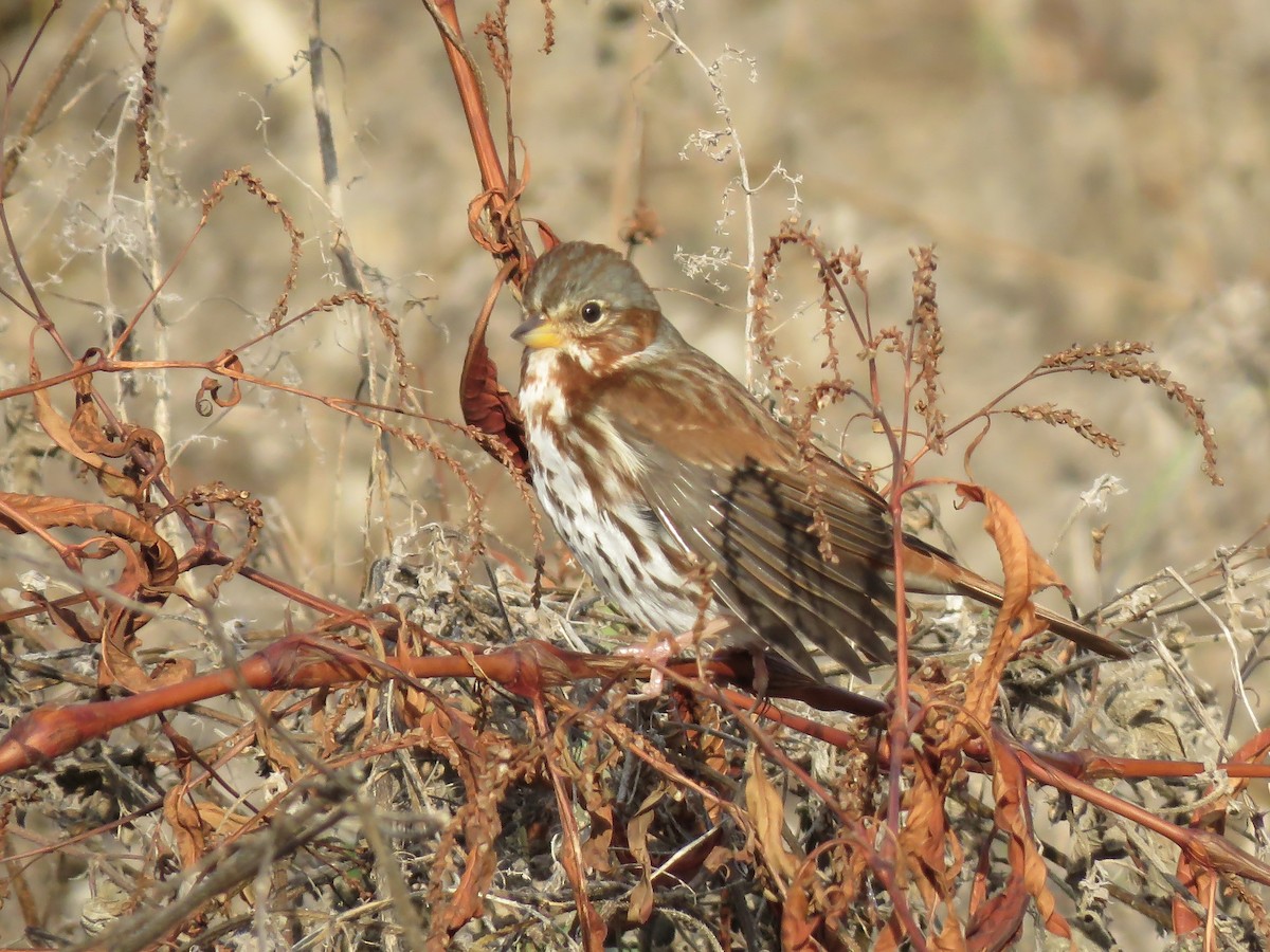 Fox Sparrow - ML645691472