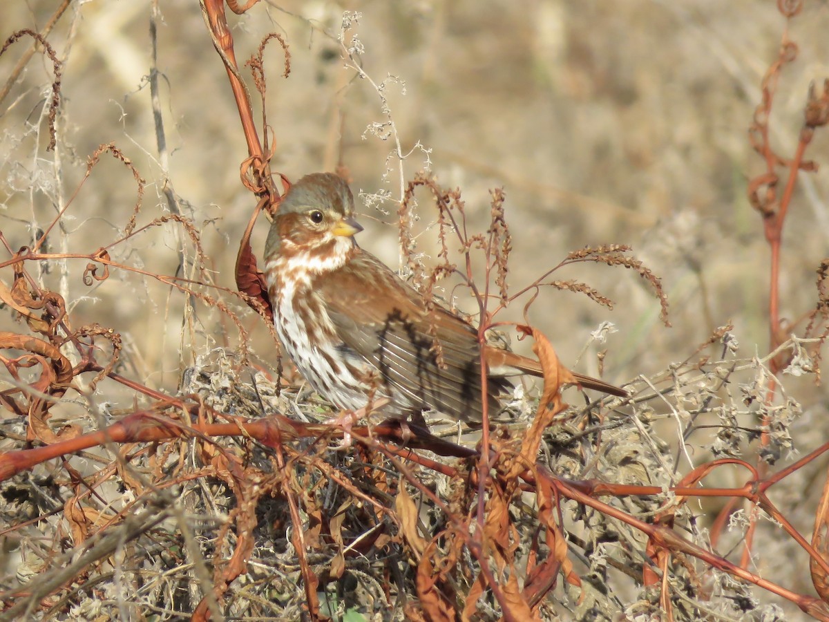 Fox Sparrow - ML645691473