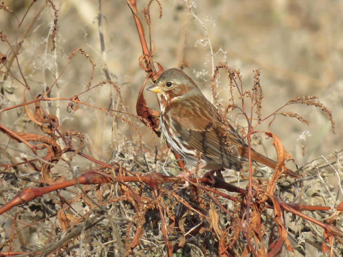 Fox Sparrow - ML645691474