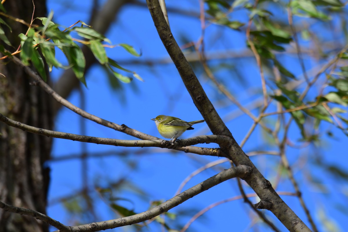 White-eyed Vireo - ML645691482