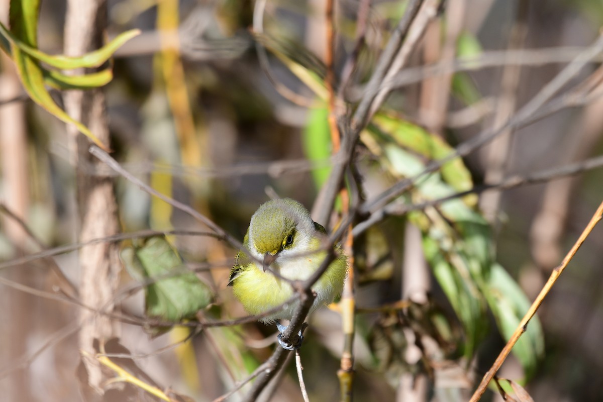 White-eyed Vireo - ML645691483