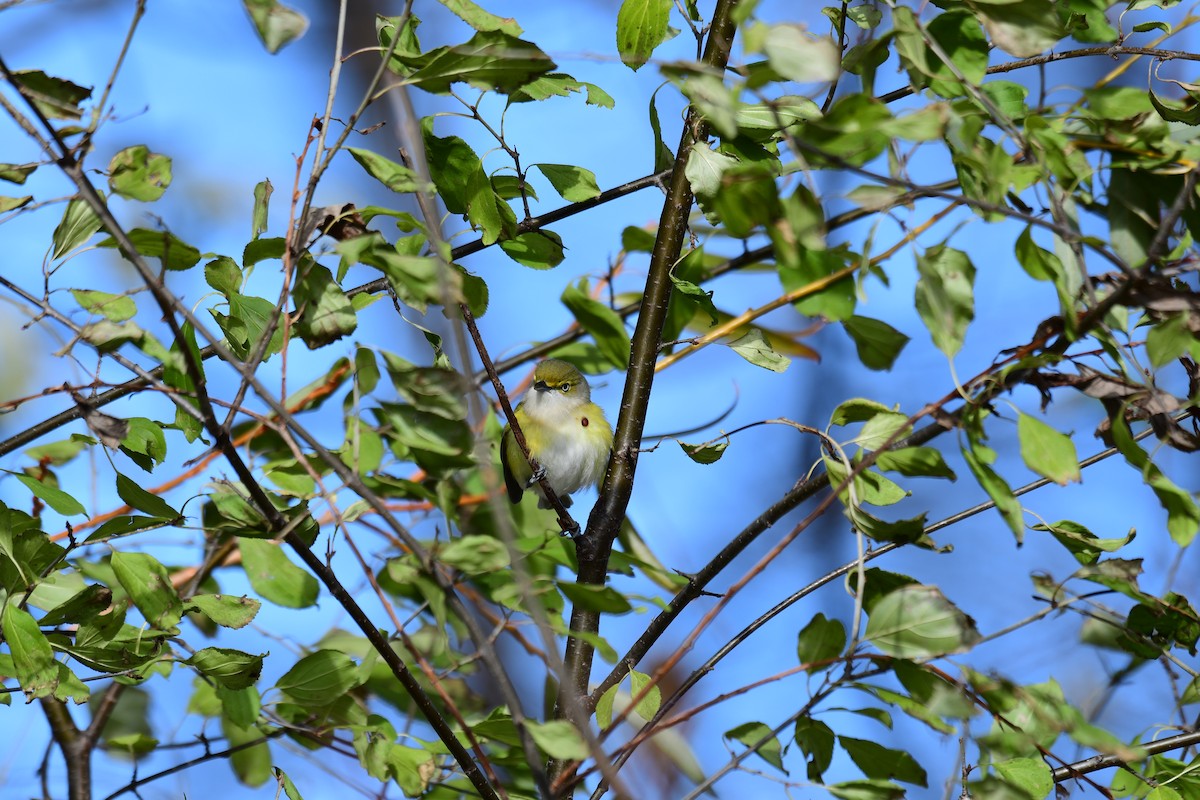 White-eyed Vireo - ML645691484