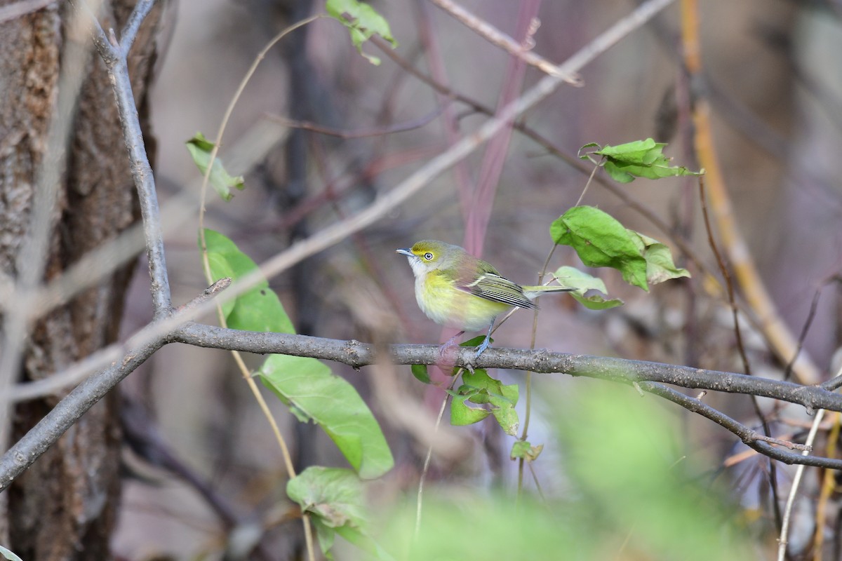 White-eyed Vireo - ML645691485