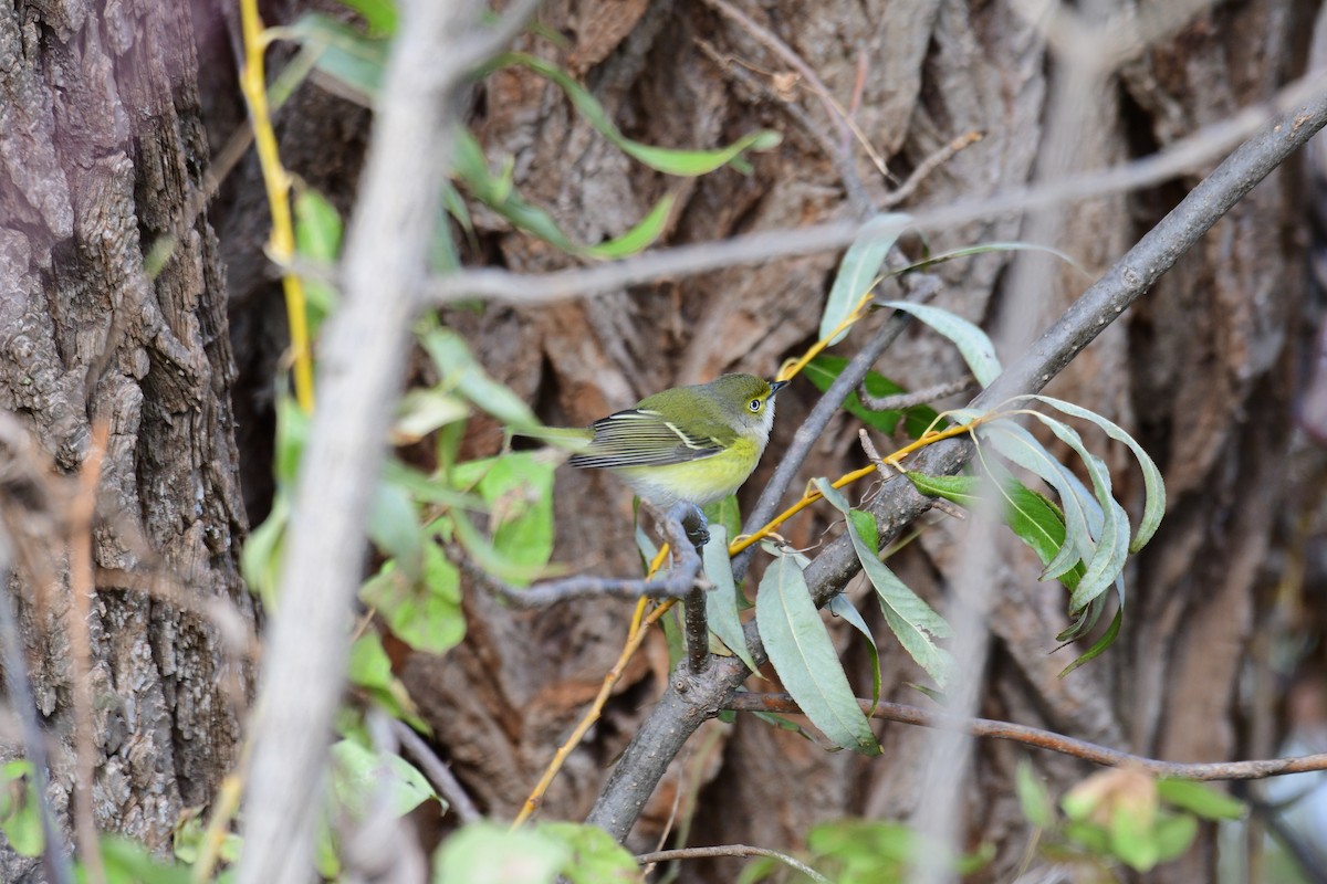 White-eyed Vireo - ML645691486