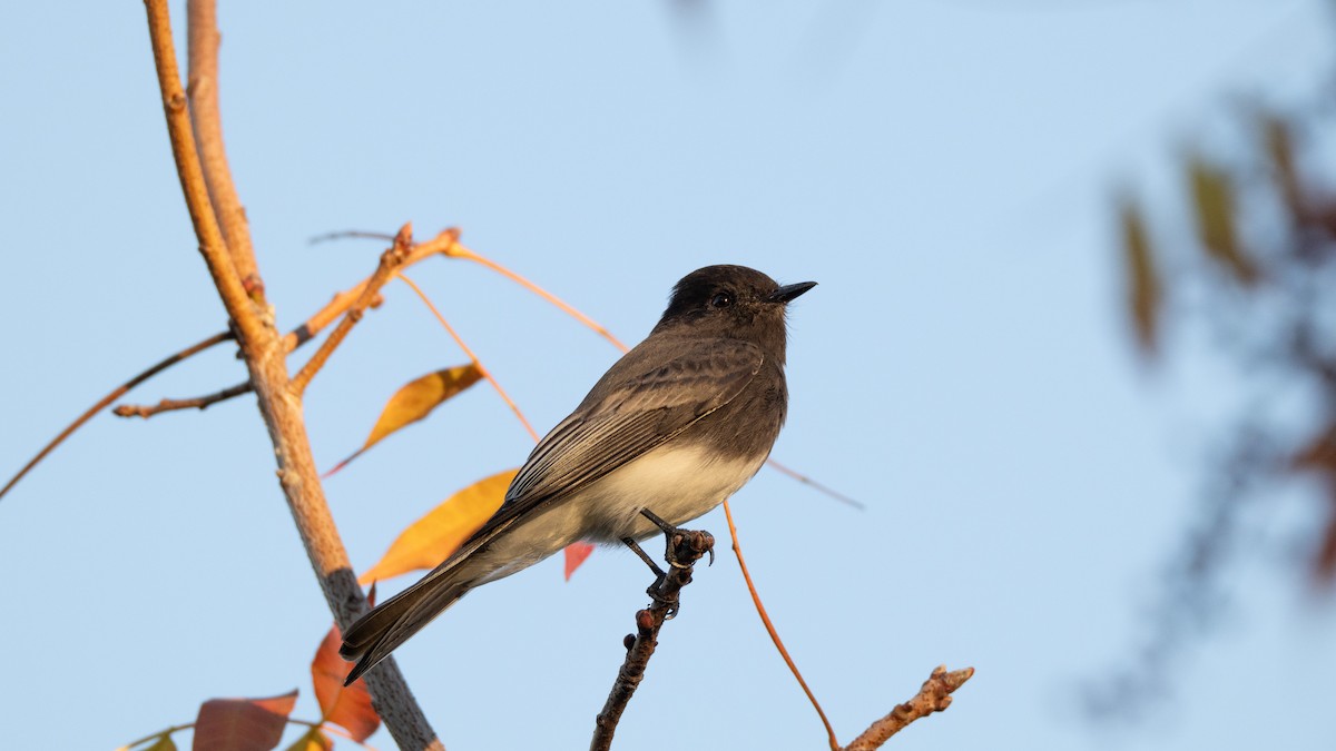 Black Phoebe - ML645691501