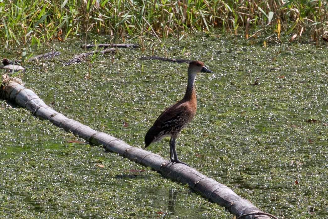 West Indian Whistling-Duck - ML645691505