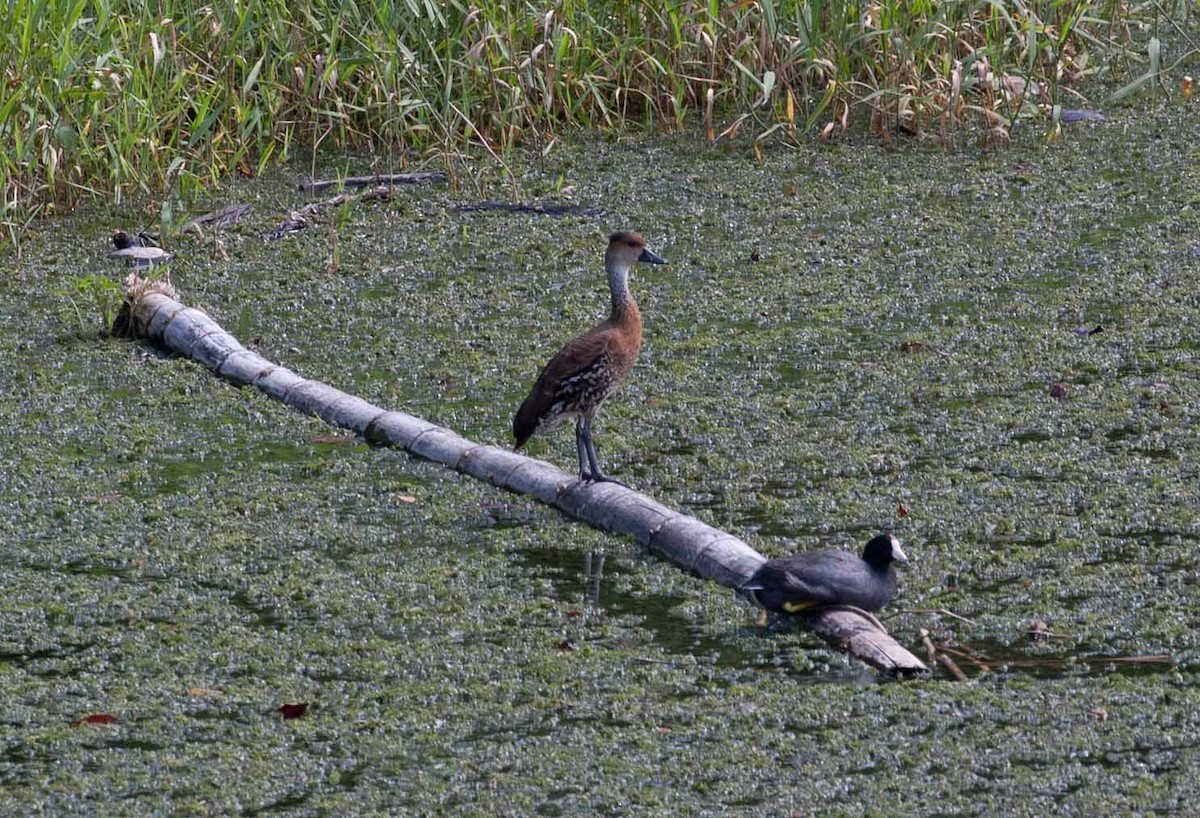 West Indian Whistling-Duck - ML645691506