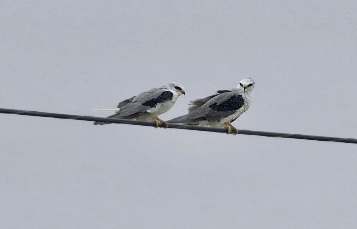 White-tailed Kite - ML645691514