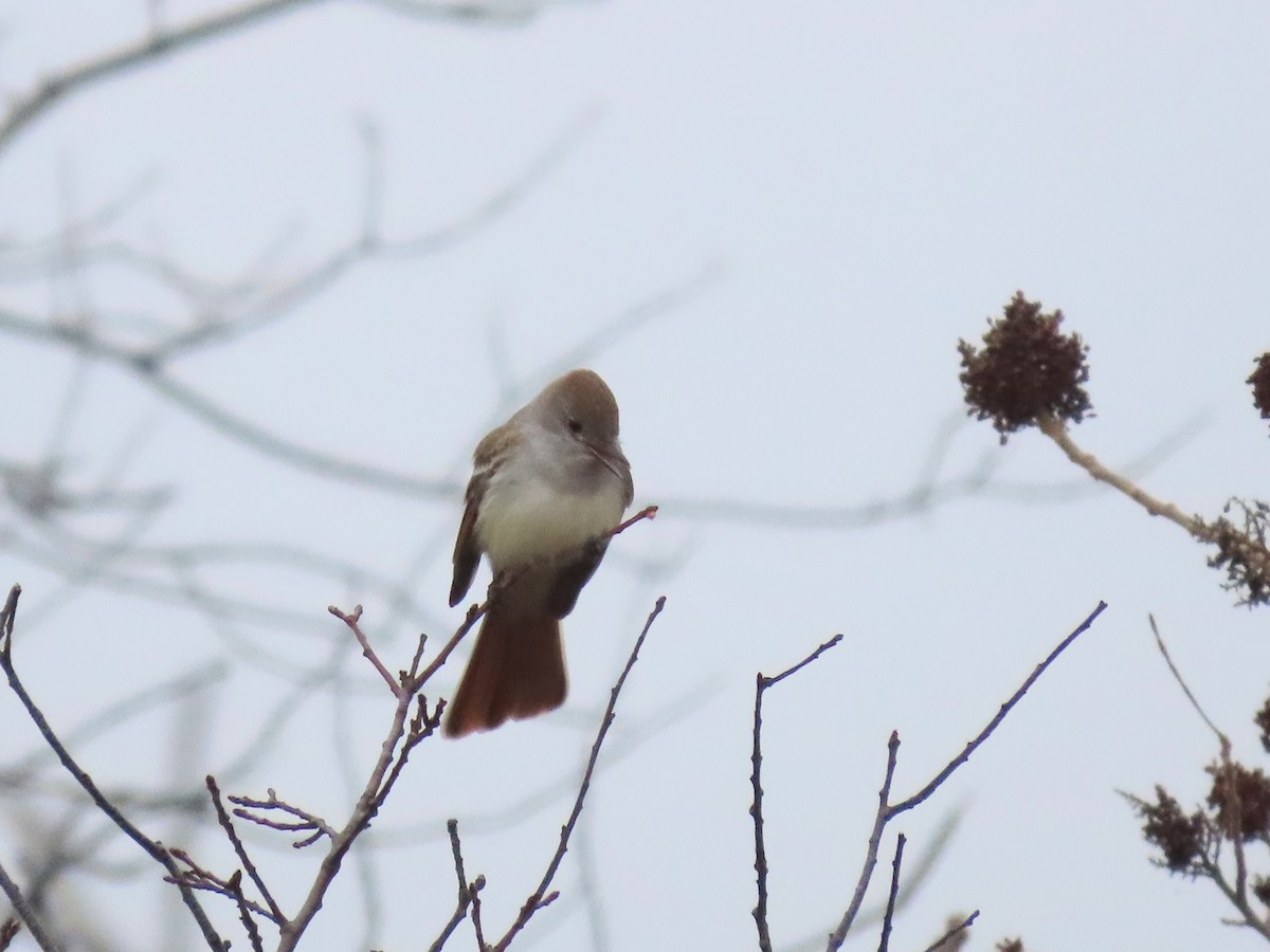 Ash-throated Flycatcher - ML645691516
